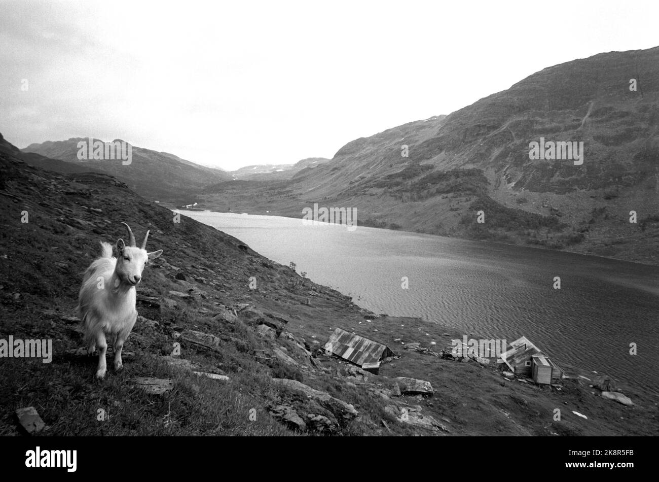 Valldalen August 1963 Seterdalen Valldalen on Hardangervidda will be