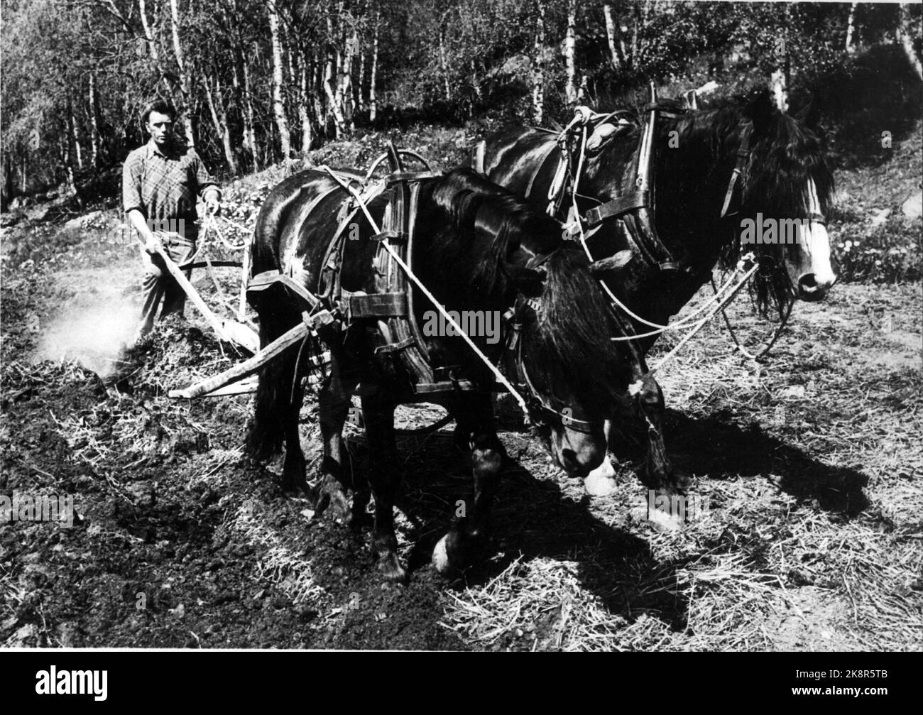 Gjøvik 06-06-1978 It is rare to see work horses in action in agriculture, here is the horsekar Jörgen Tröen in Vestre Slidre behind the plow. The horses are Slidre Prince and Slidreblesen. /plowing/ Photo: NTB   Archive: NTB Stock Photo