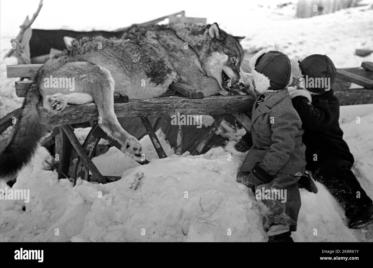 Finnmark in the winter of 1949. Extensive wolf hunting on Finnmarksvidda. The Ministry of Agriculture allocated money to hunt wolves in Finnmark after large flocks of reindeer had been damaged by wolves. The action used local and hired hunters as well as flights and belt cars. Here is one of the wolves that was shot, and the sow was on the 'Parade' at the church site a week later. Here it is admired 60 kilos of heavy animal by two little boys. Photo: Sverre A. Børretzen / Current / NTB Stock Photo