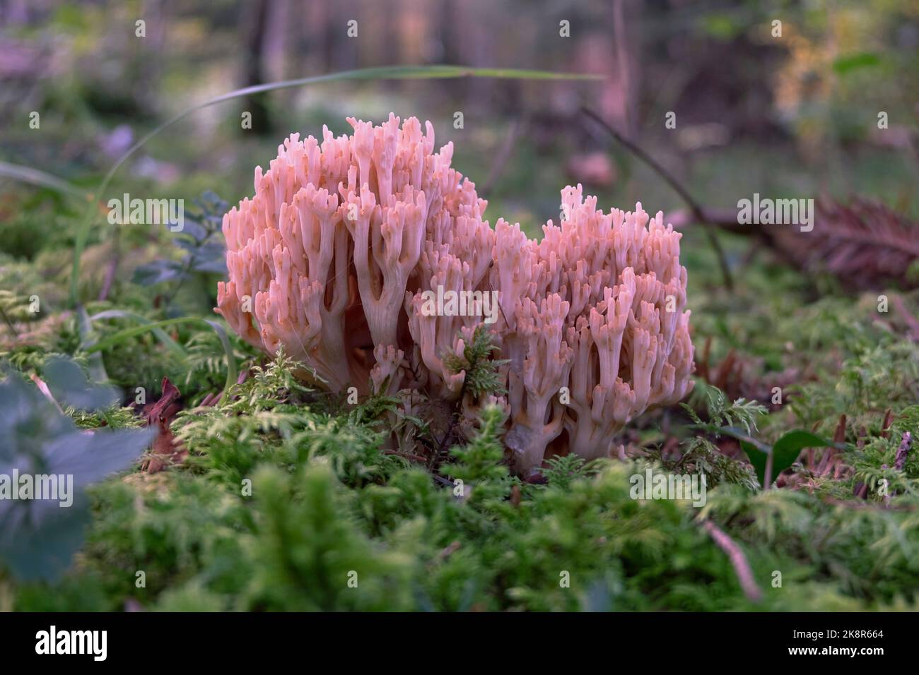 Ramaria farmosa, pink coral mushroom close-up. Salmon coral in the fotest ground with moss. Stock Photo