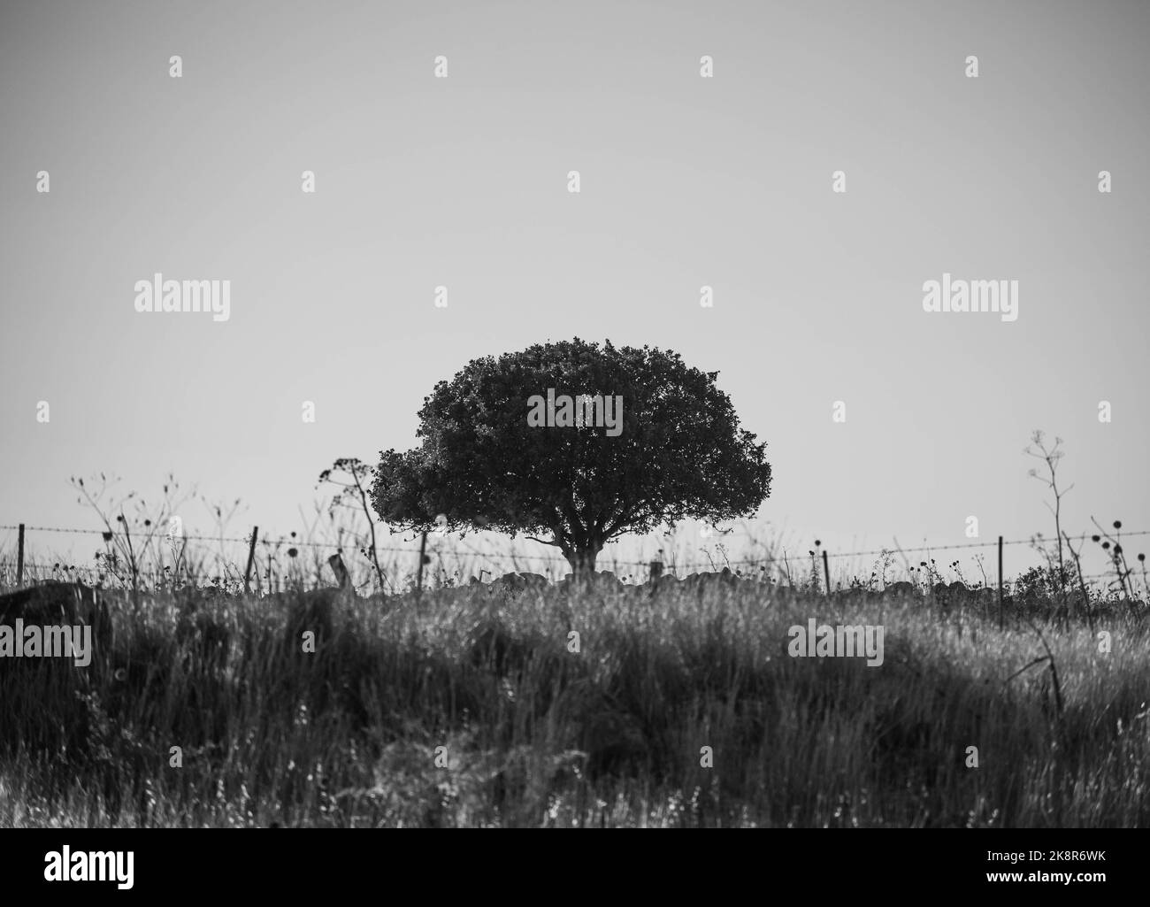 A grayscale shot of a tree in the middle of a lush field in the ...