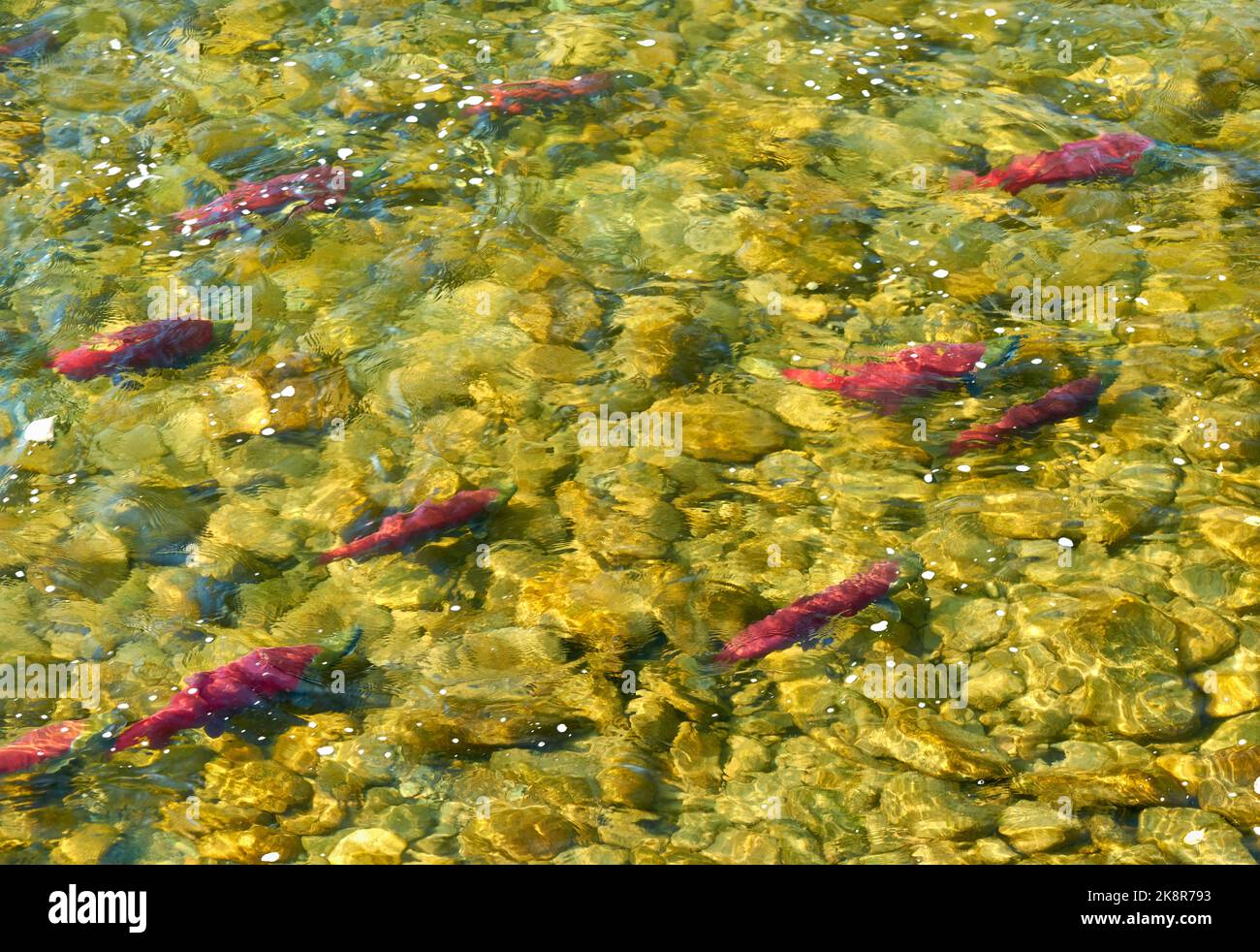 School of Spawning Sockeye Salmon. Sockeye salmon swimming up the Adams River to spawn. British Columbia, Canada. Stock Photo