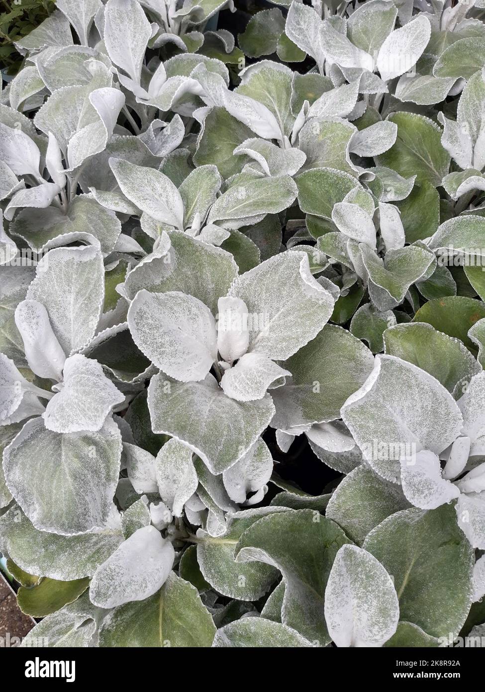 Young Angel Wings (Senecio candidans) plants ready for sale. Stock Photo