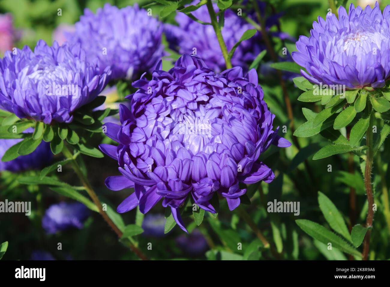 China Aster (Callistephus chinensis 'Paeony Blue') in garden. Stock Photo