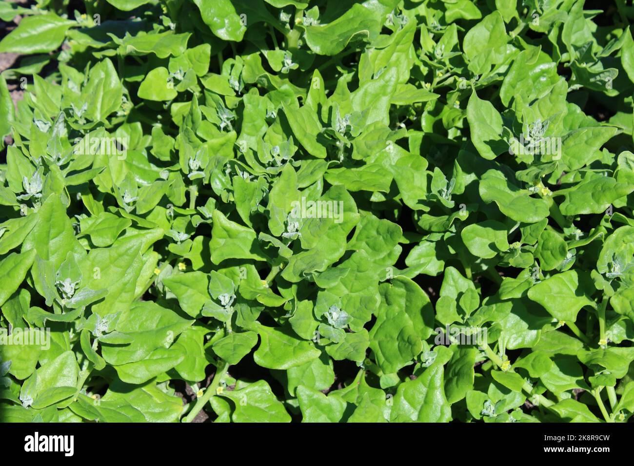 New Zealand spinach (Tetragonia tetragonioides) in kitchen garden. Stock Photo