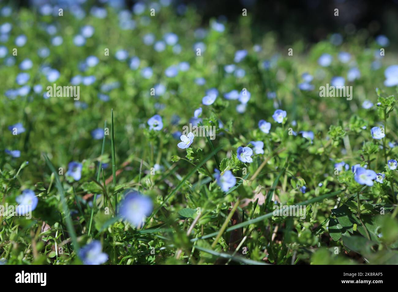 A closeup shot of blooming blue wildflowers on a field Stock Photo - Alamy