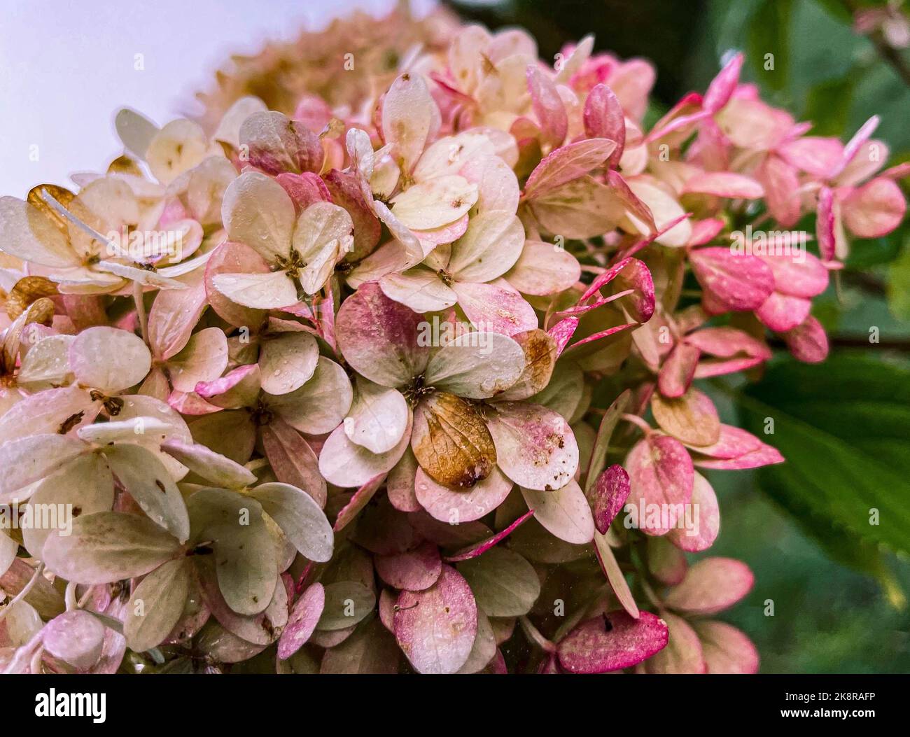 A closeup shot of a pink Hydrangea paniculata flower with blur ...