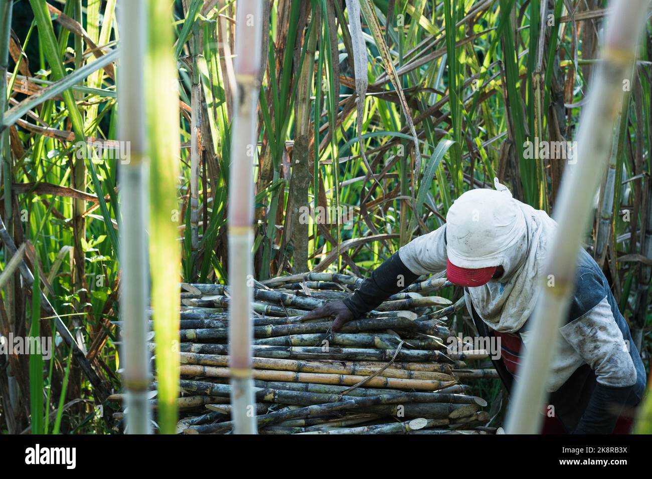 farmer harvesting sugar cane, assembling a pile of freshly cut cane