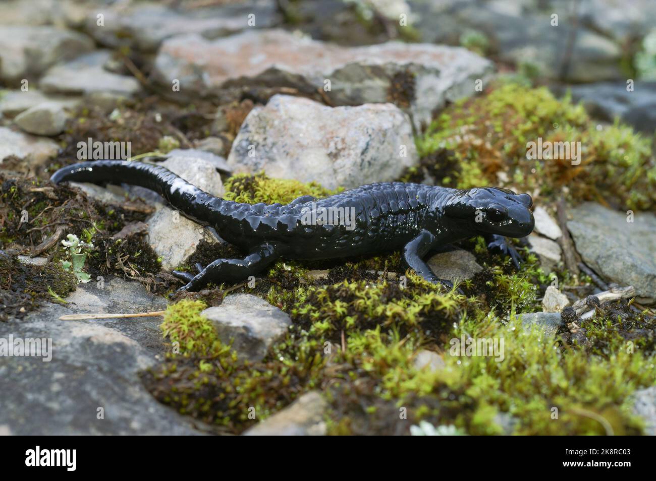 Natural closeup on the all black Alpine salamander, Salamandra atra from the Swiss Alps omitting a milky substance Stock Photo