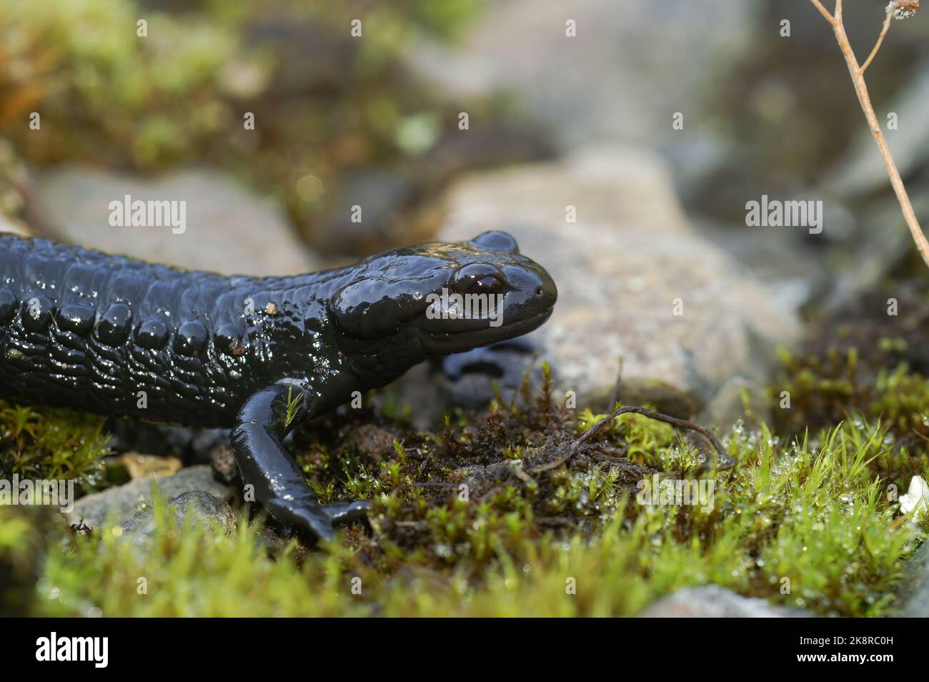 Natural closeup on the all black Alpine salamander, Salamandra atra from the Swiss Alps Stock Photo