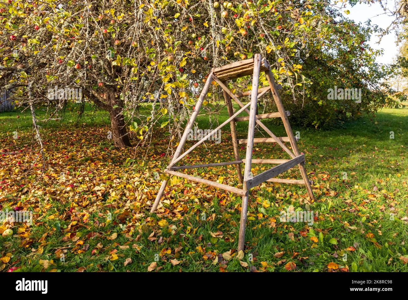 Wooden ladder in a apple tree garden Stock Photo