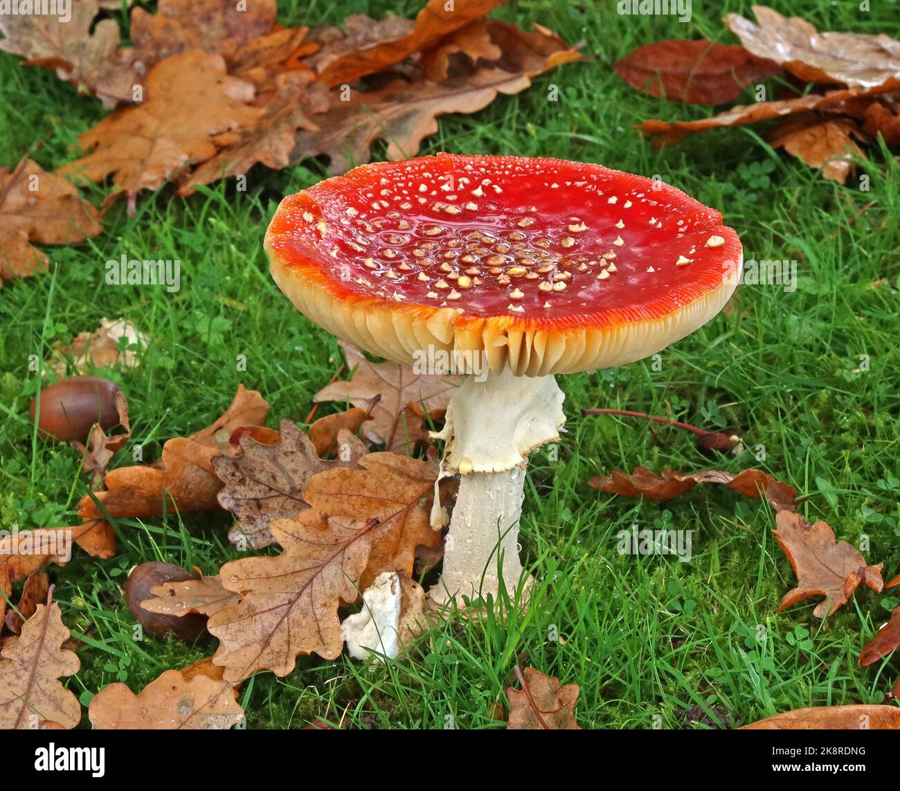 Poisonous mature Fly Agaric Fungus,  iconic toadstool species in Grappenhall, Warrington, Cheshire, England, UK in autumn - Amanita muscaria Stock Photo