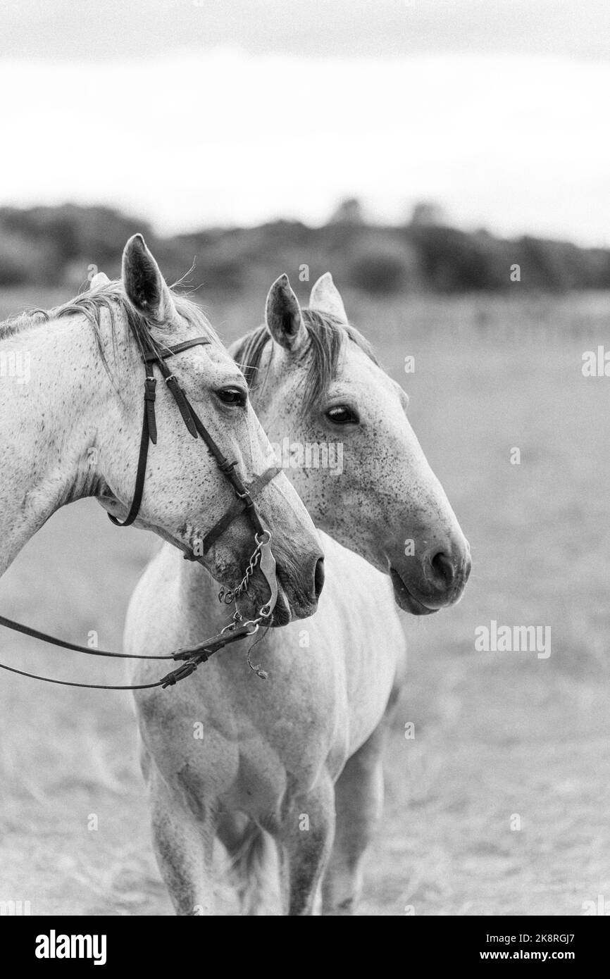 A vertical grayscale shot of two white horses in a blur Stock Photo Alamy