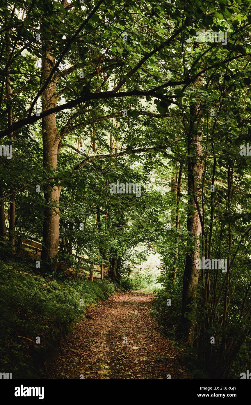 A vertical shot of an empty path amid a dense green forest Stock Photo ...