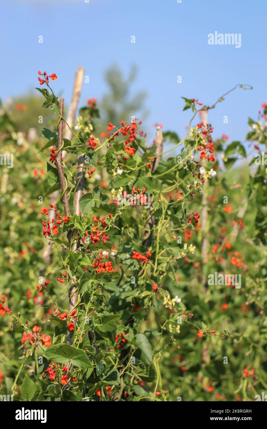 Red flowers of the scarlet runner bean (latin name: Phaseolus coccineus) in garden in Montenegro Stock Photo