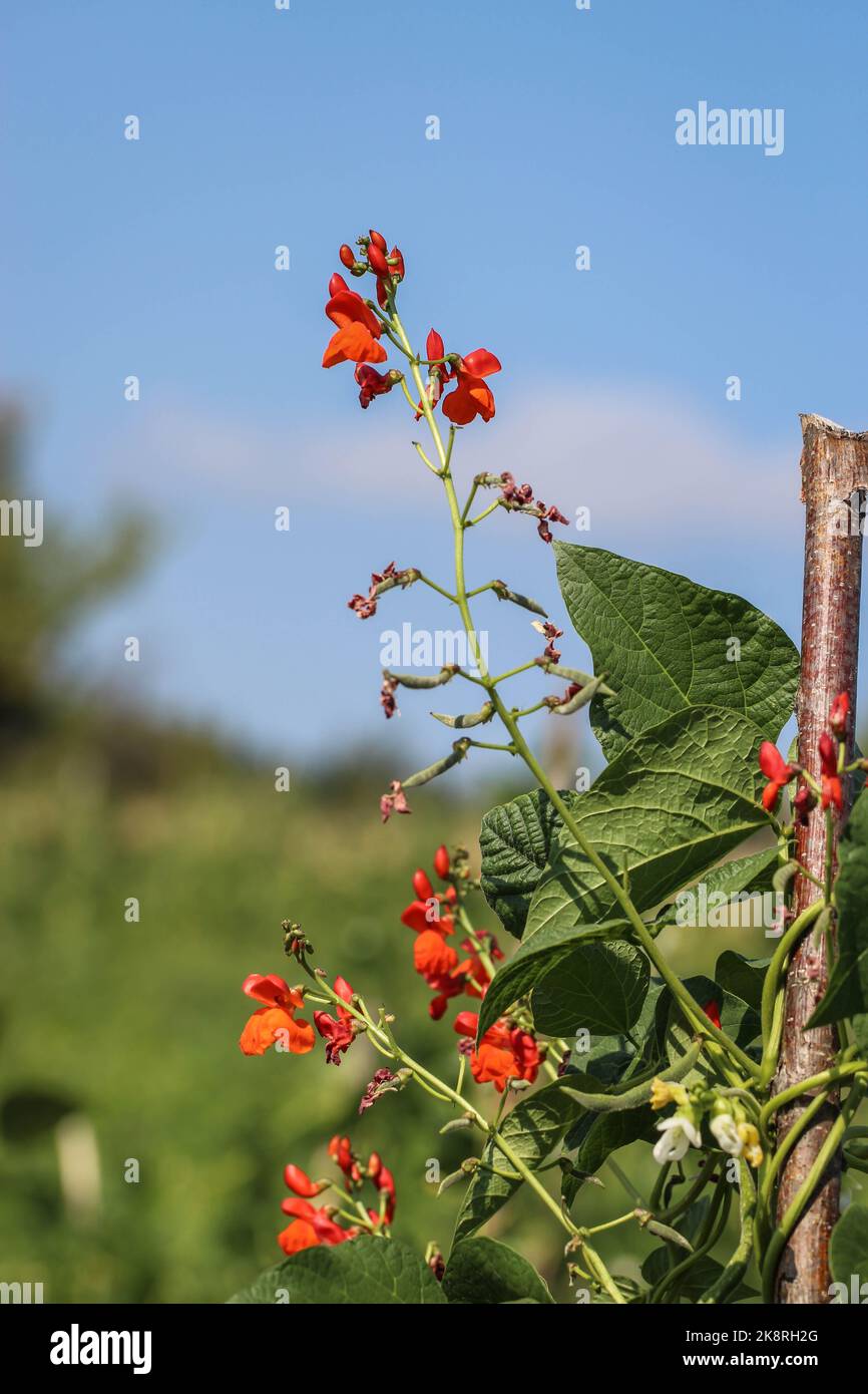 Red flowers of the scarlet runner bean (latin name: Phaseolus coccineus) in garden in Montenegro Stock Photo