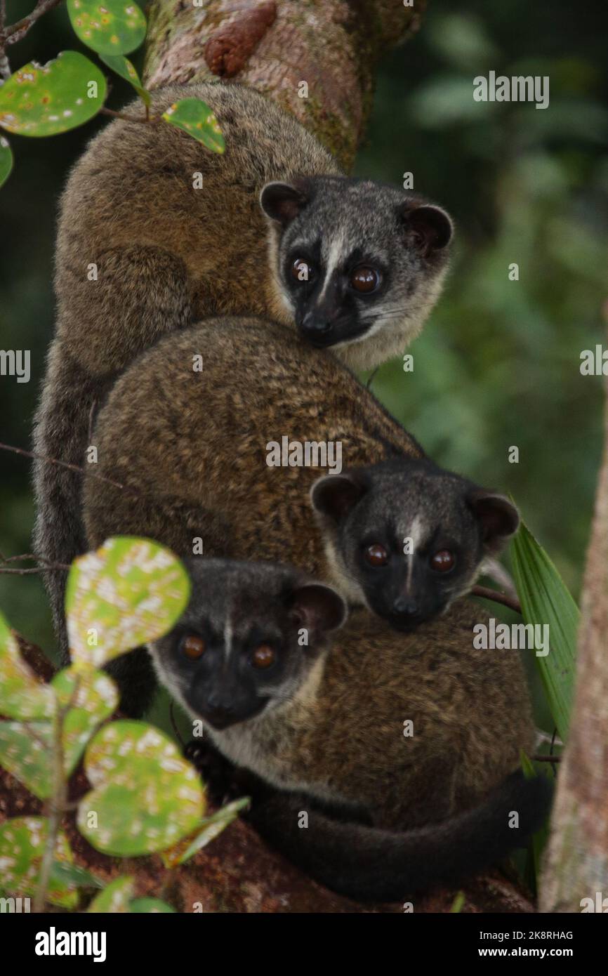 young Threestriped palm civet (Arctogalidia trivigata) in natural
