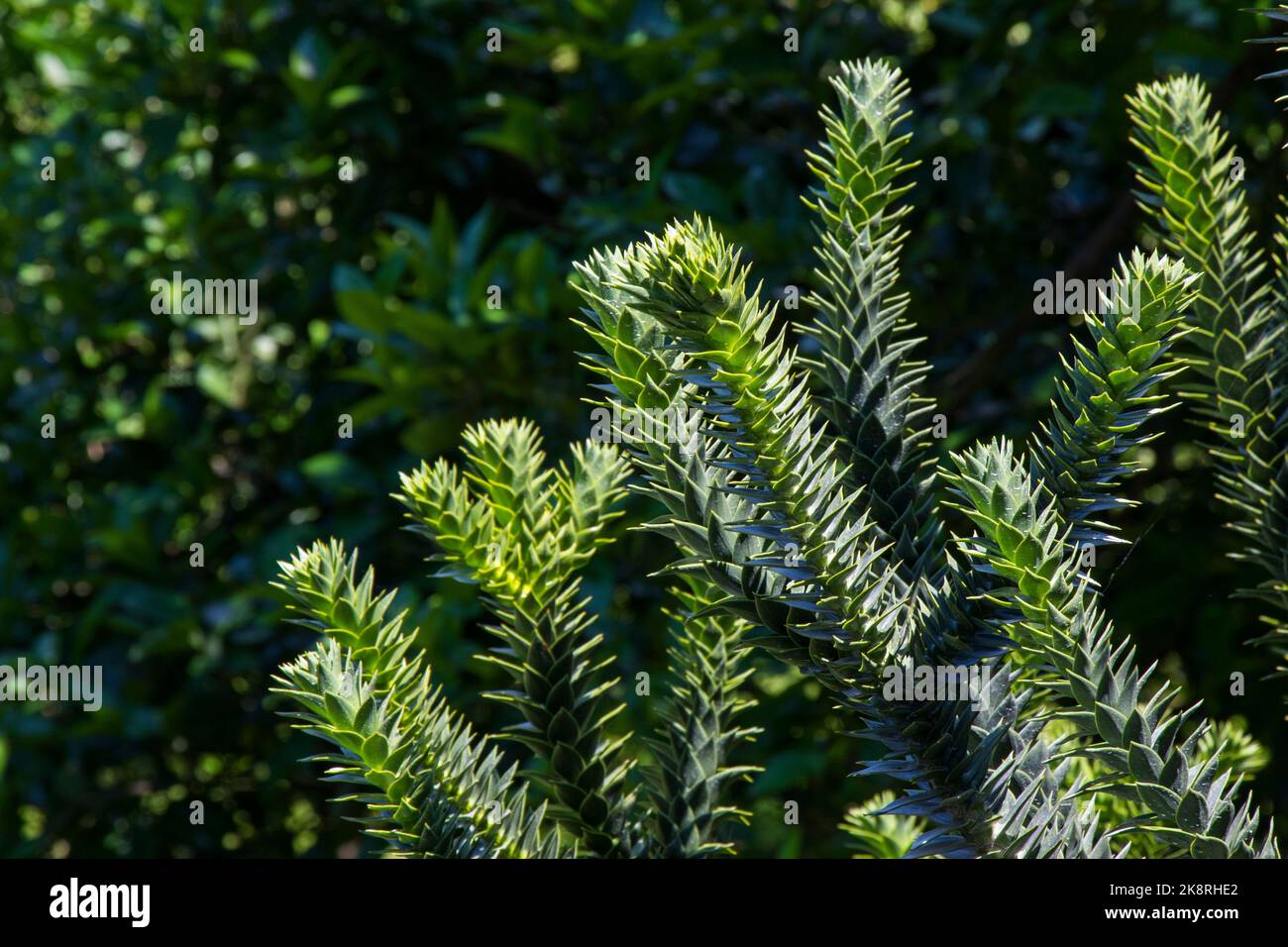 Araucaria araucana tree, pine evergreen in Batumi botanic garden Stock ...