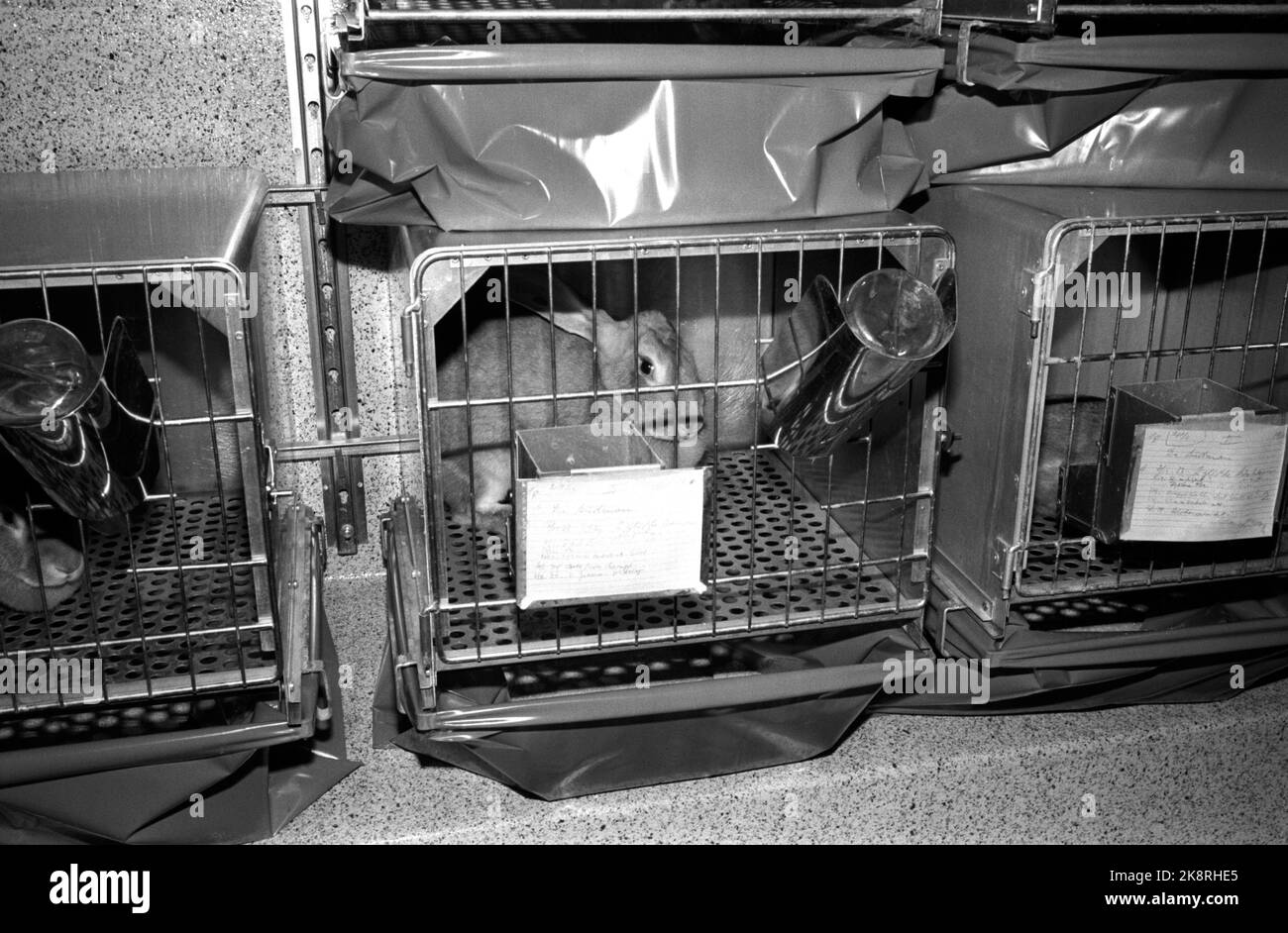 Oslo May 1974 Animal tests at the animal department at the National ...