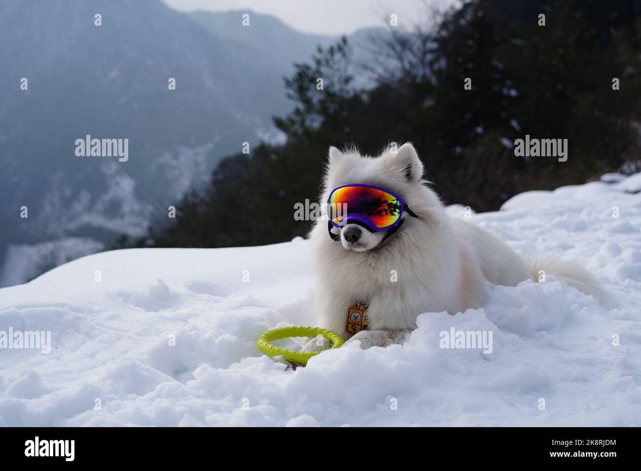 A closeup shot of a Japanese spitz dog on a snowy mountain with ski googles covering its face Stock Photo