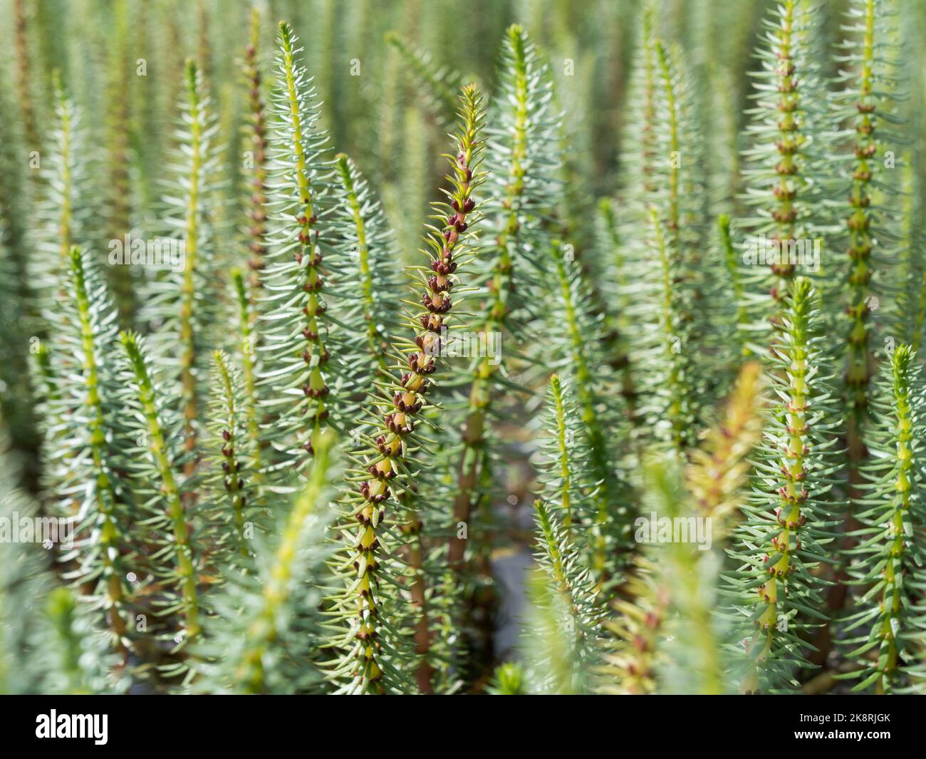 Mare's Tail (Hippuris vulgaris) water plant stems Stock Photo