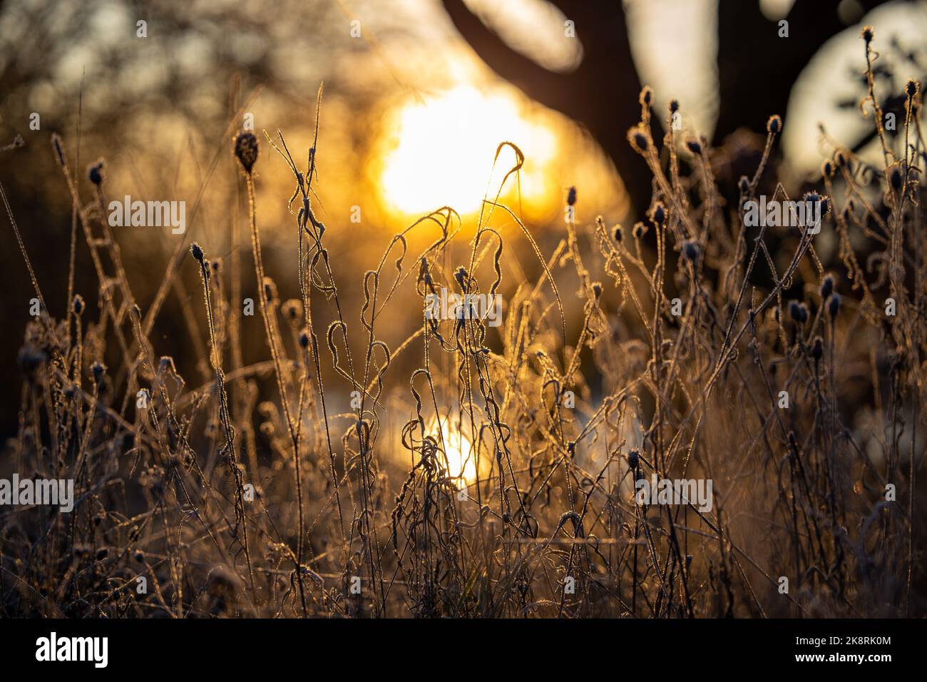 A selective focus shot of withered grass with a sunset in the background, Waldalgesheim, Mainz-Bingen, Rhineland-Palatinate, Germany Stock Photo