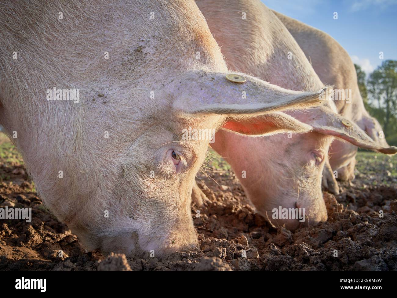Pink Pigs rooting in the soil for food with their snouts Stock Photo