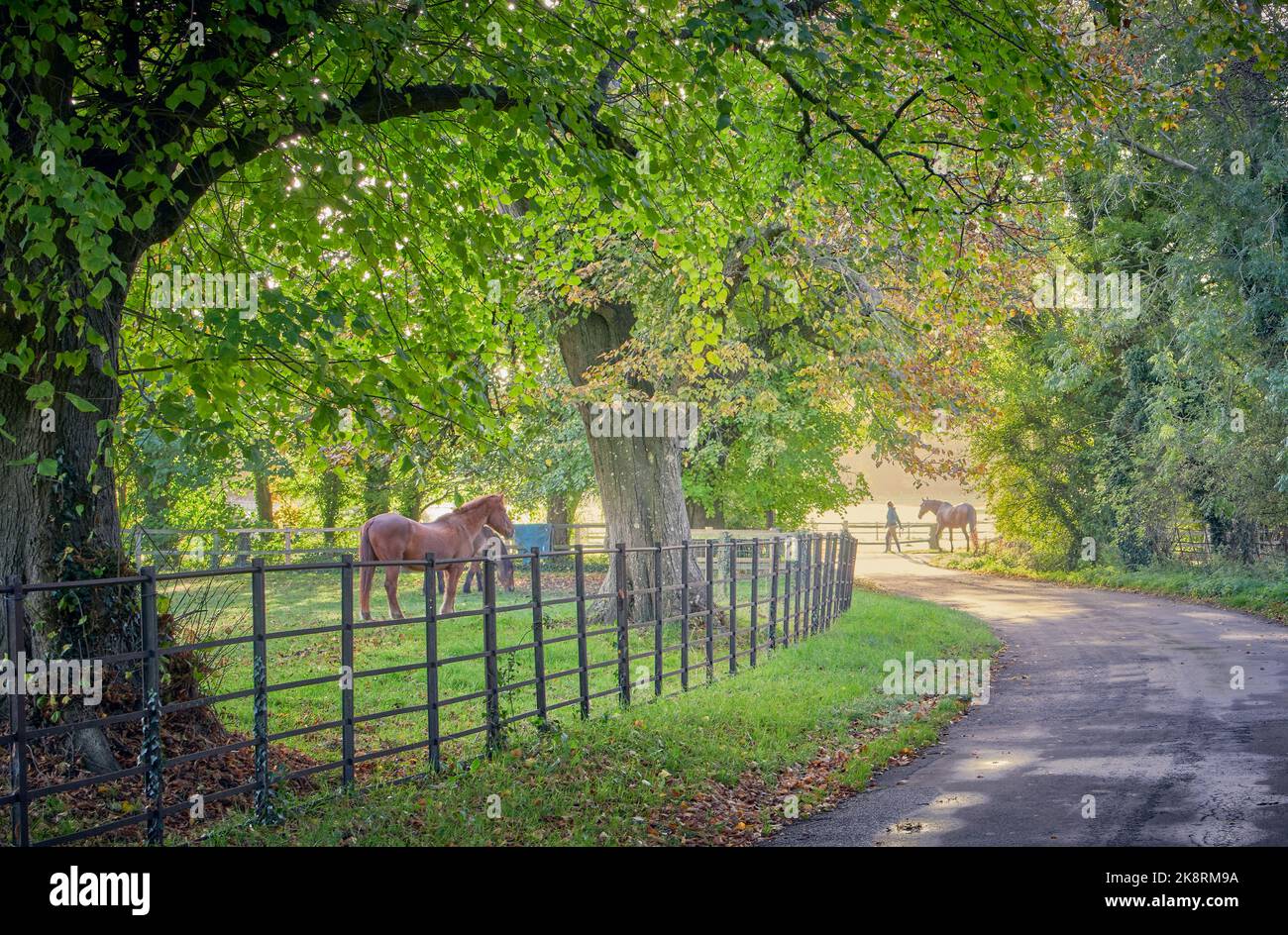 Walking a jorse to the addock in autumn sunshine under trees Stock Photo