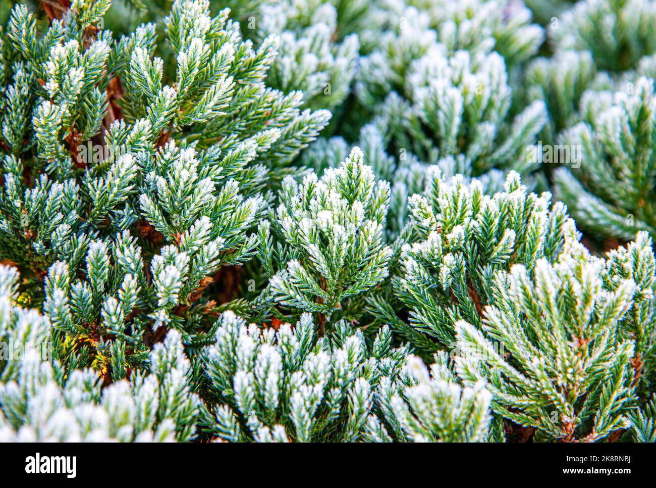 Twigs of juniper covered with hoar frost in mid October in the morning Stock Photo