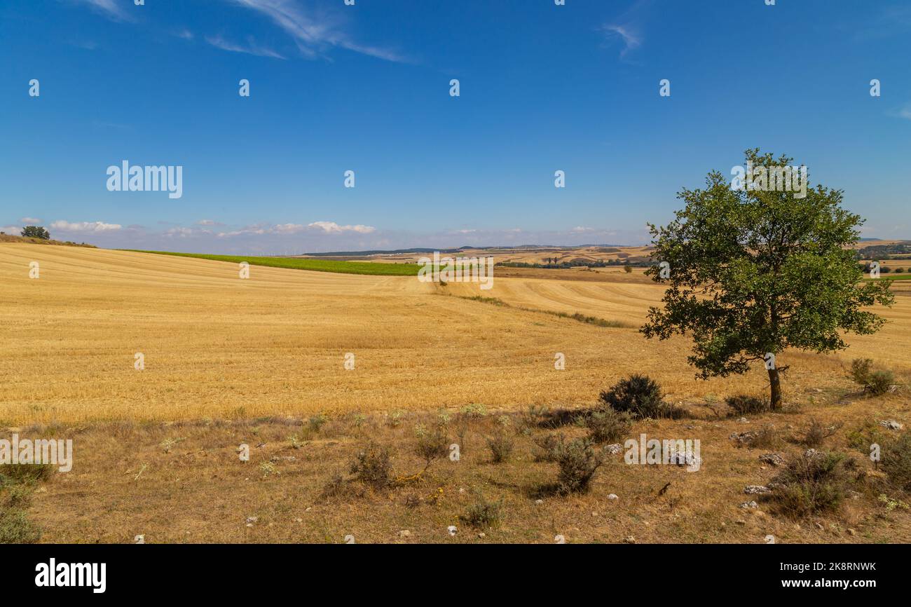 view of a crop field in the north of Spain Stock Photo