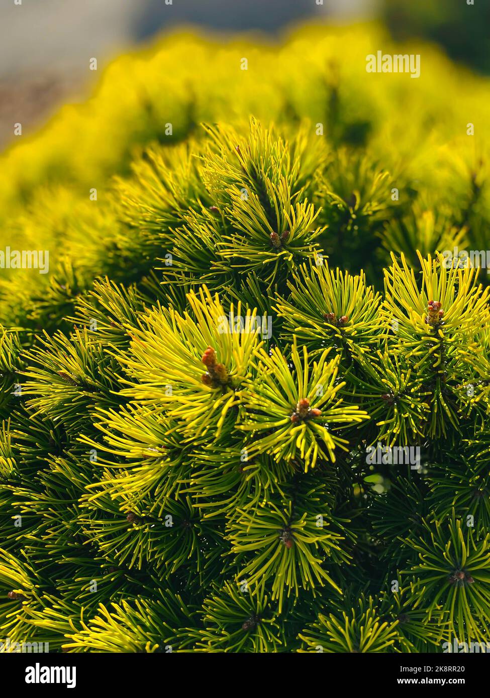 A selective focus of Mountain pine branches o a sunny day Stock Photo