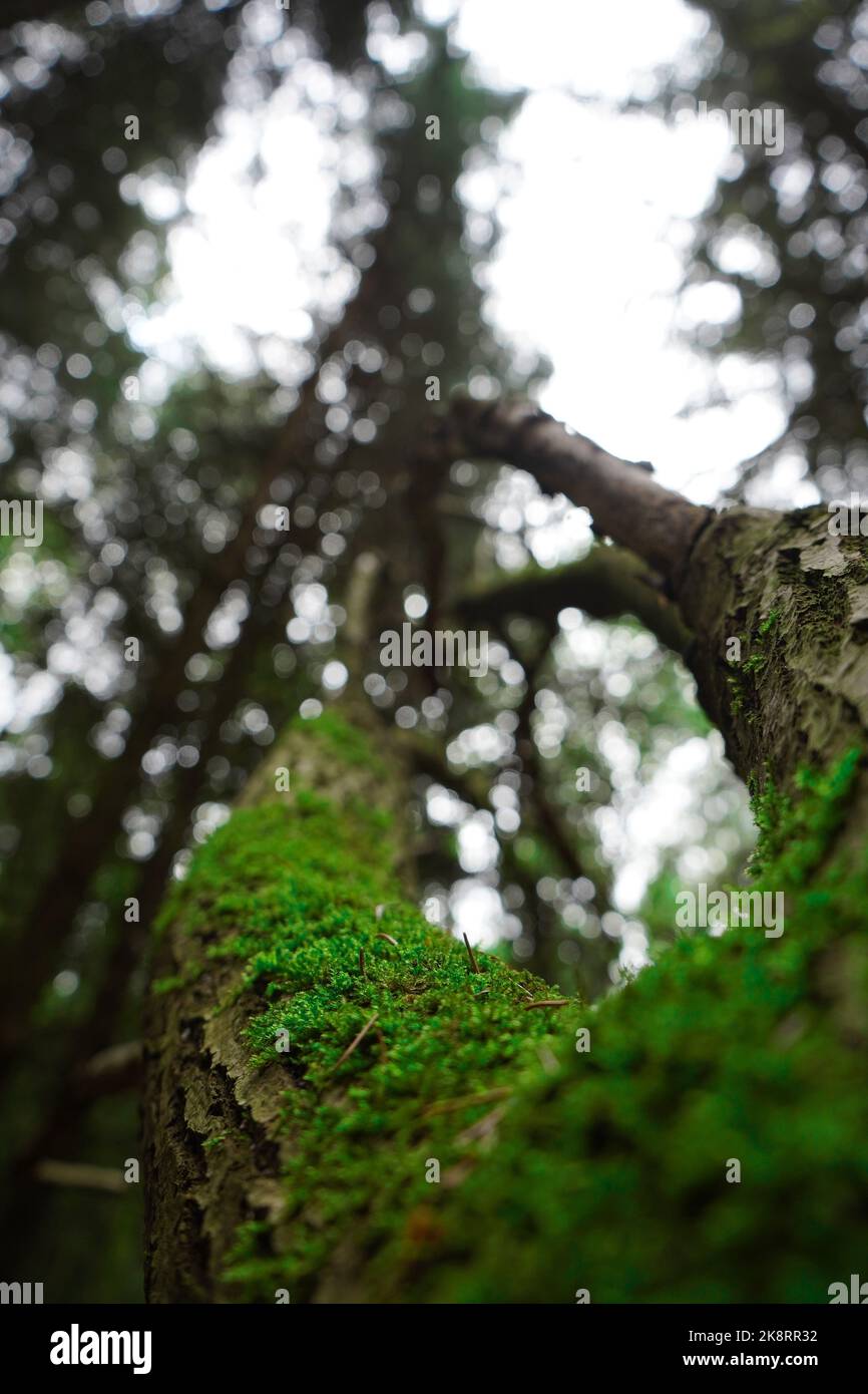 A vertical undershoot of Nothofagus moorei with mossy branches blurred leaves and sky background Stock Photo
