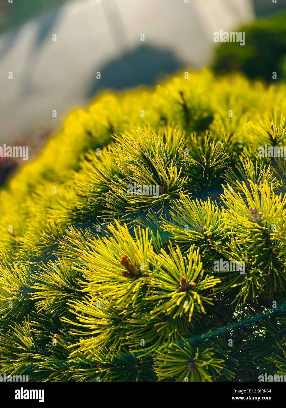 A Selective focus of Mountain pine branches o a sunny day Stock Photo