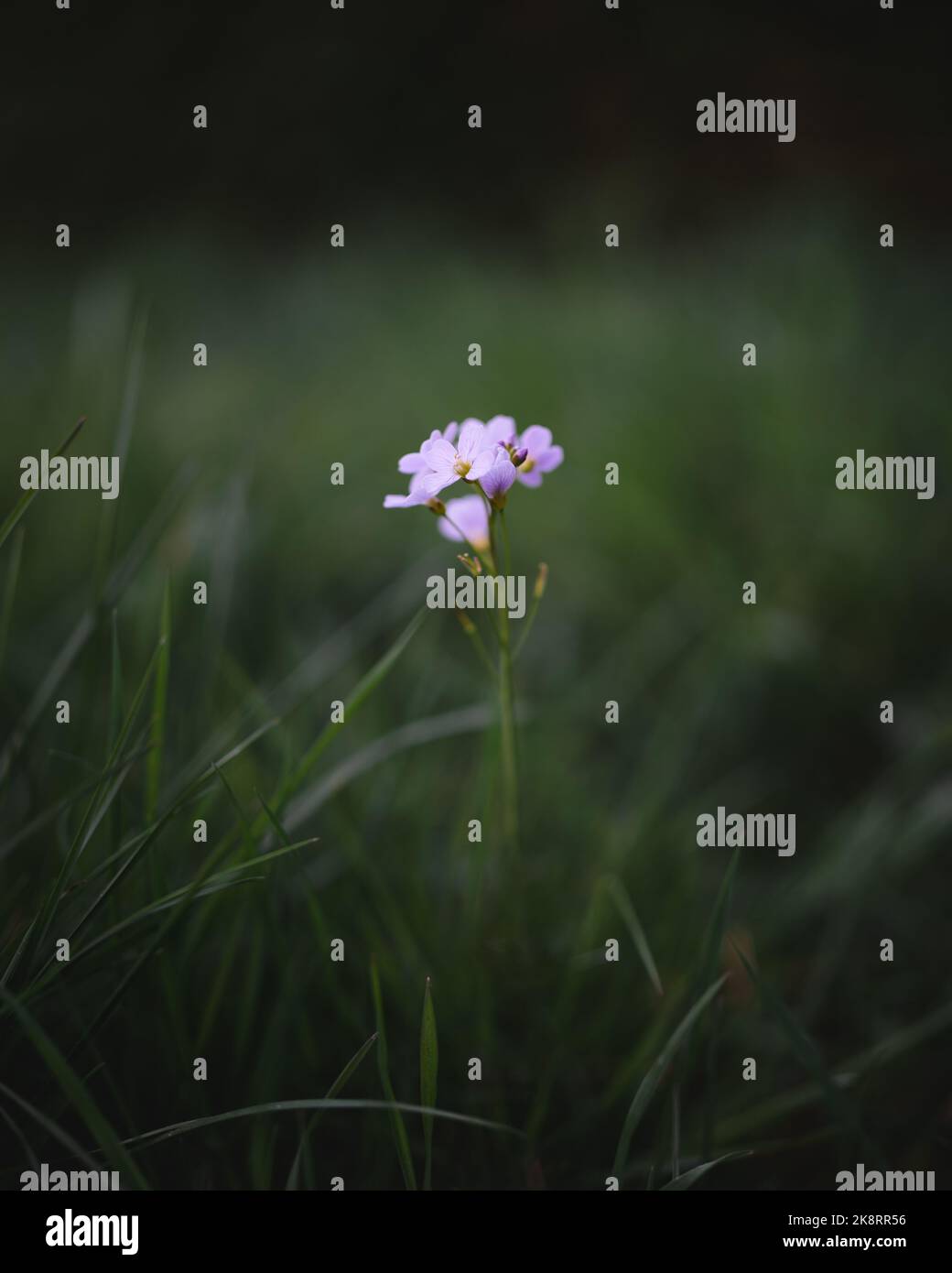 A vertical selective focus of a pink Pinguicula ramosa with green grass ...