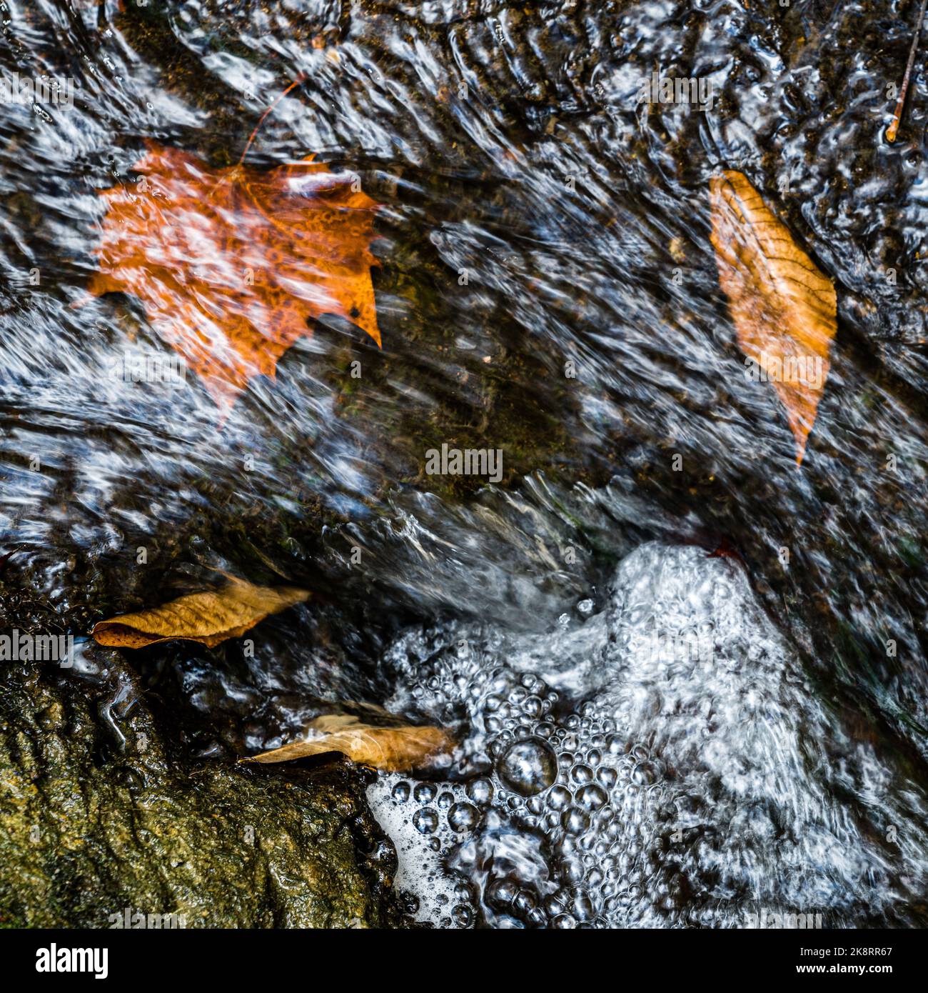 Fallen leaves under water in Raven Creek in Lexington, Kentucky Stock Photo