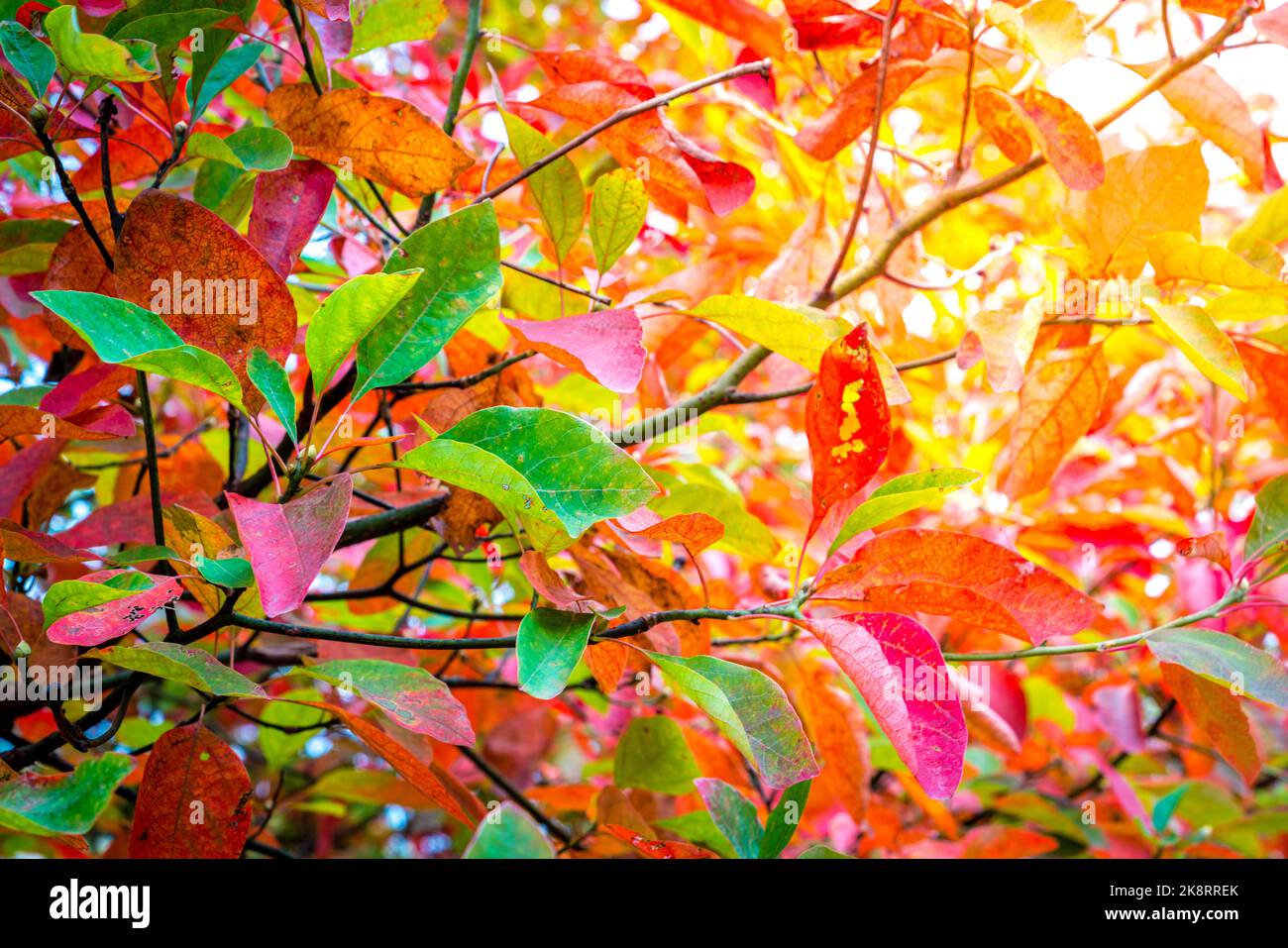 Close-up image of branches with green and red autumn leaves Stock Photo