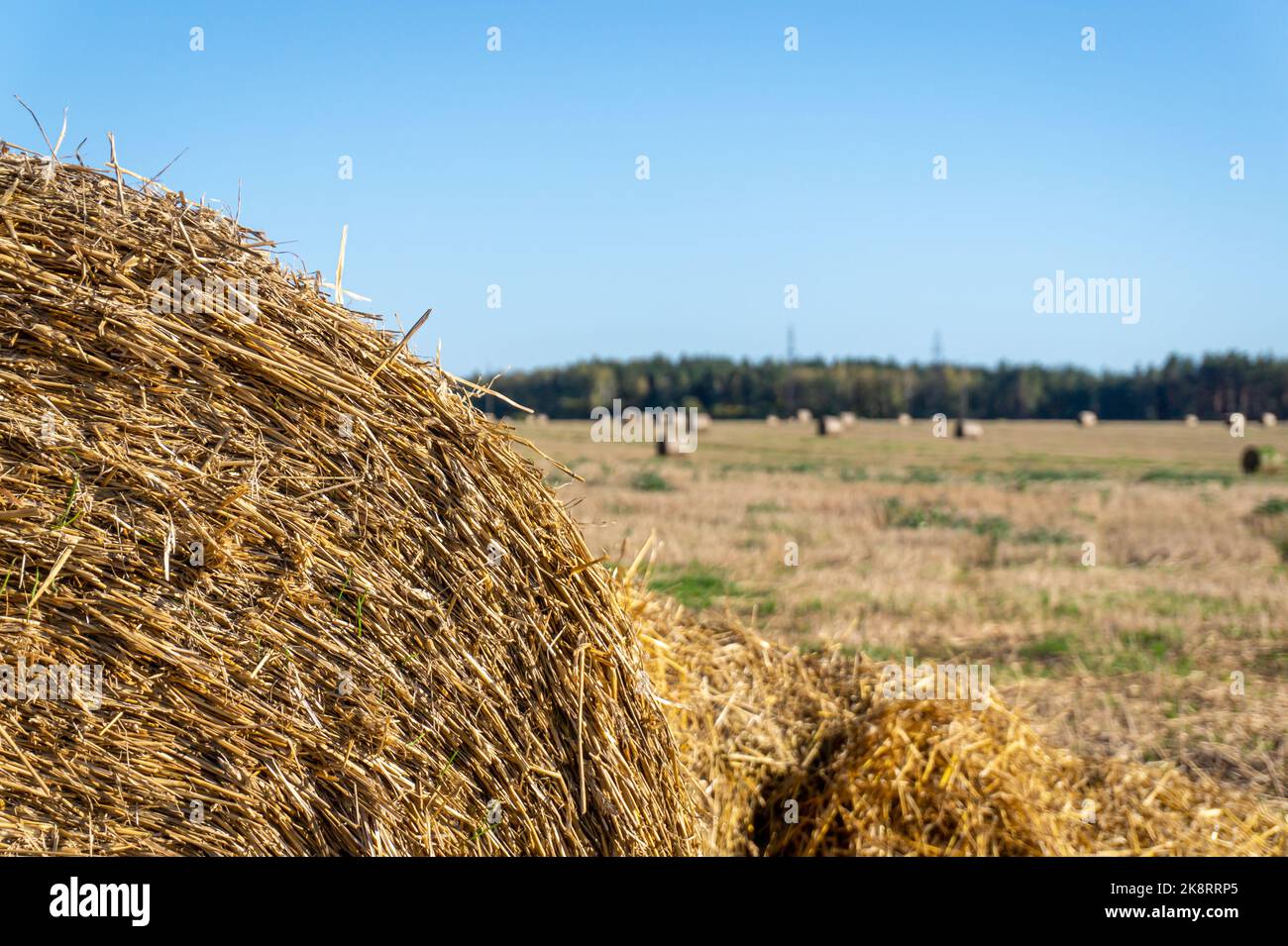 Stack Of Hay, hay bale, dry yellow straw, with a wheat field after