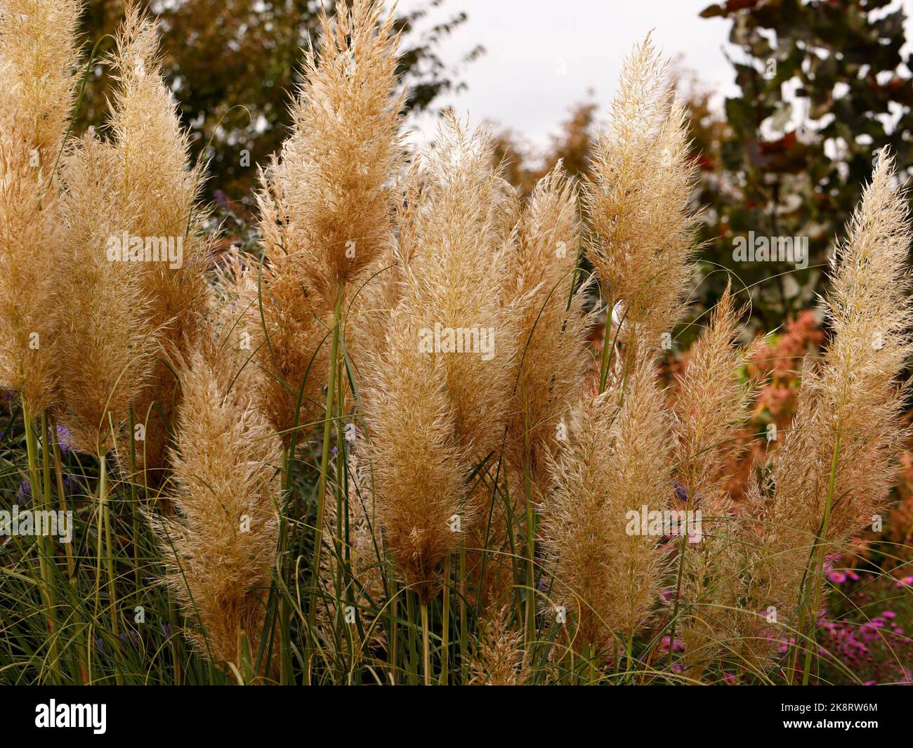 Silky creamy white plumes hires stock photography and images Alamy