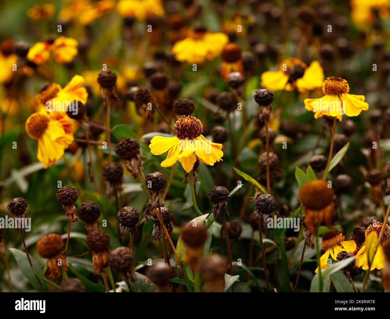 Close up of the golden yellow flowers with dark brown centres of the