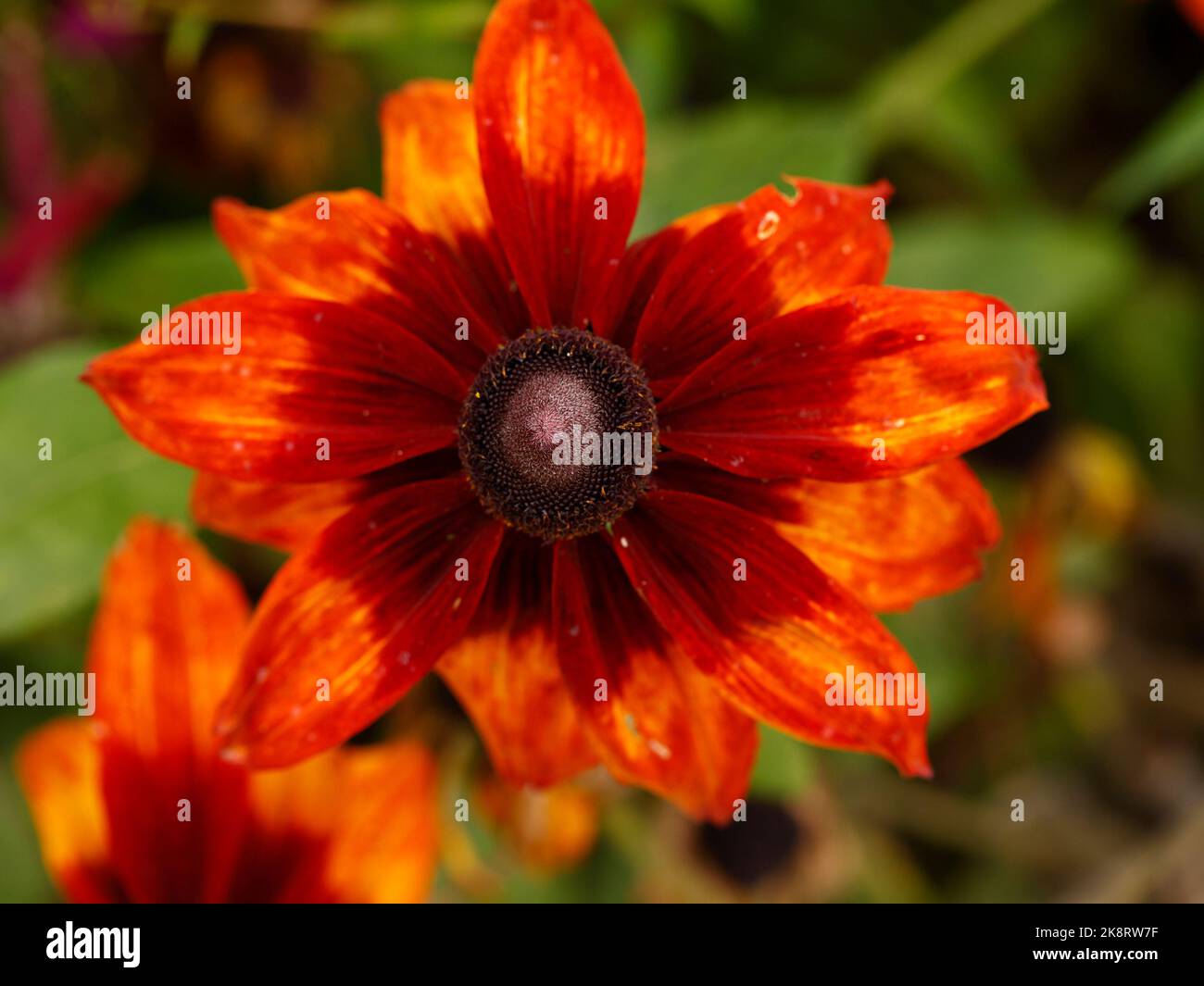 Close up of the golden yellow flowers with dark brown centres of the