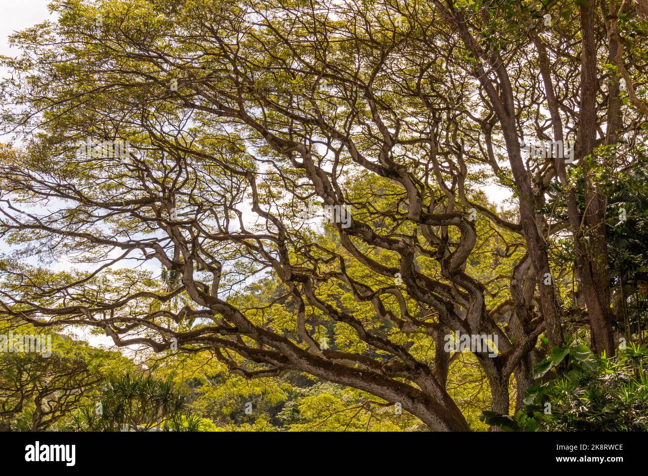 Rainforest canopy views on Oahu, Hawaii with beautiful pattern and