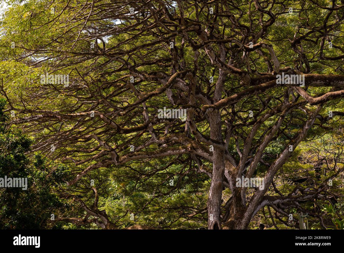 Rainforest canopy views on Oahu, Hawaii with beautiful pattern and