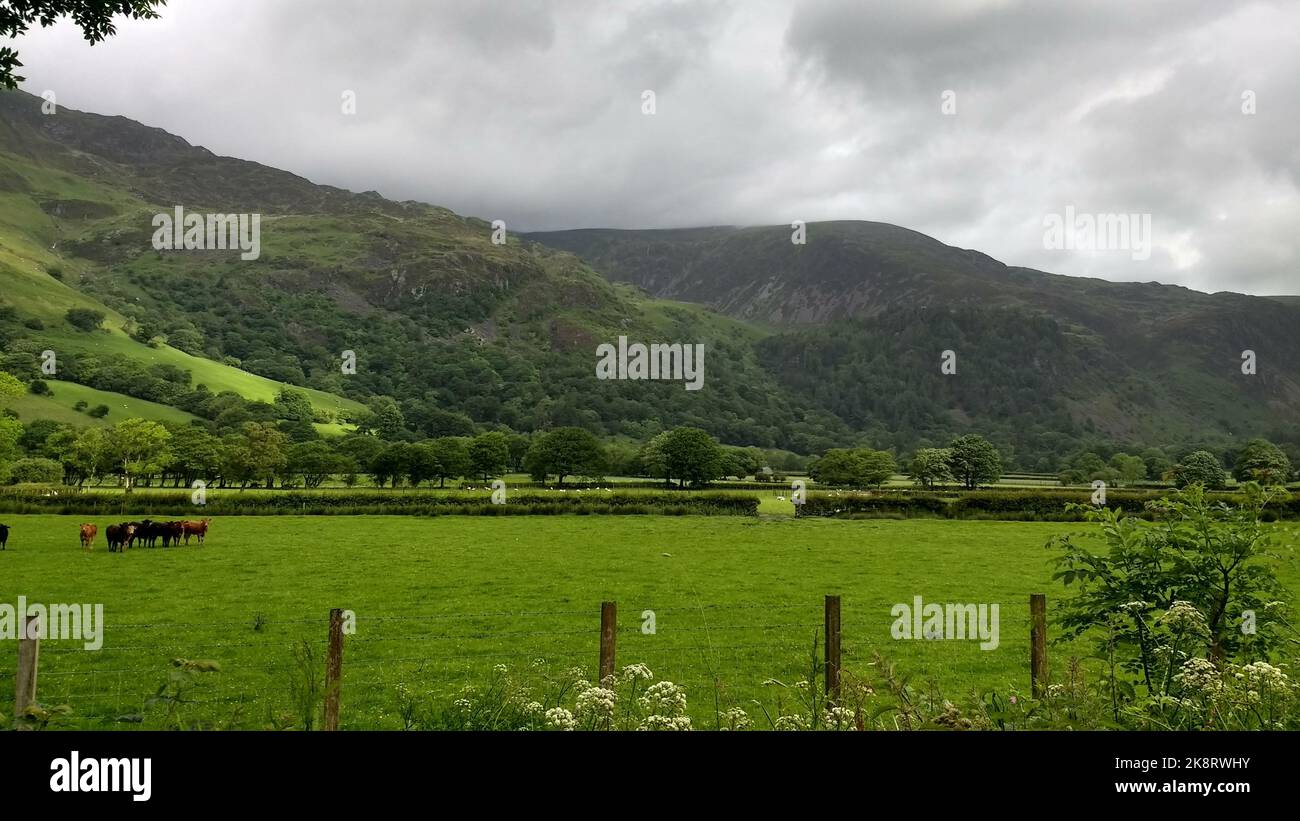 An aerial view of a group of cows grazing in lush green grasslandwith ...