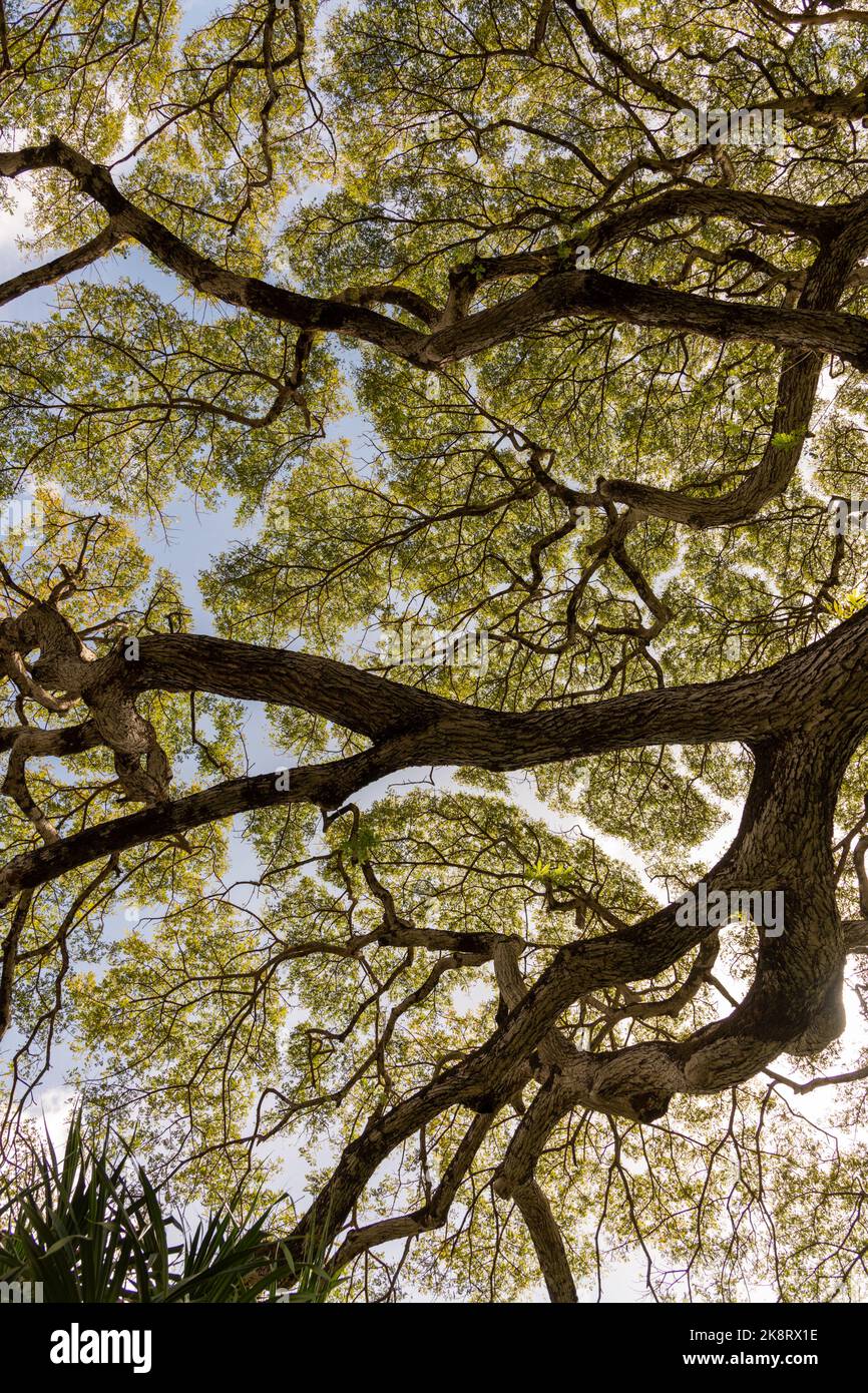 Rainforest canopy views on Oahu, Hawaii with beautiful pattern and