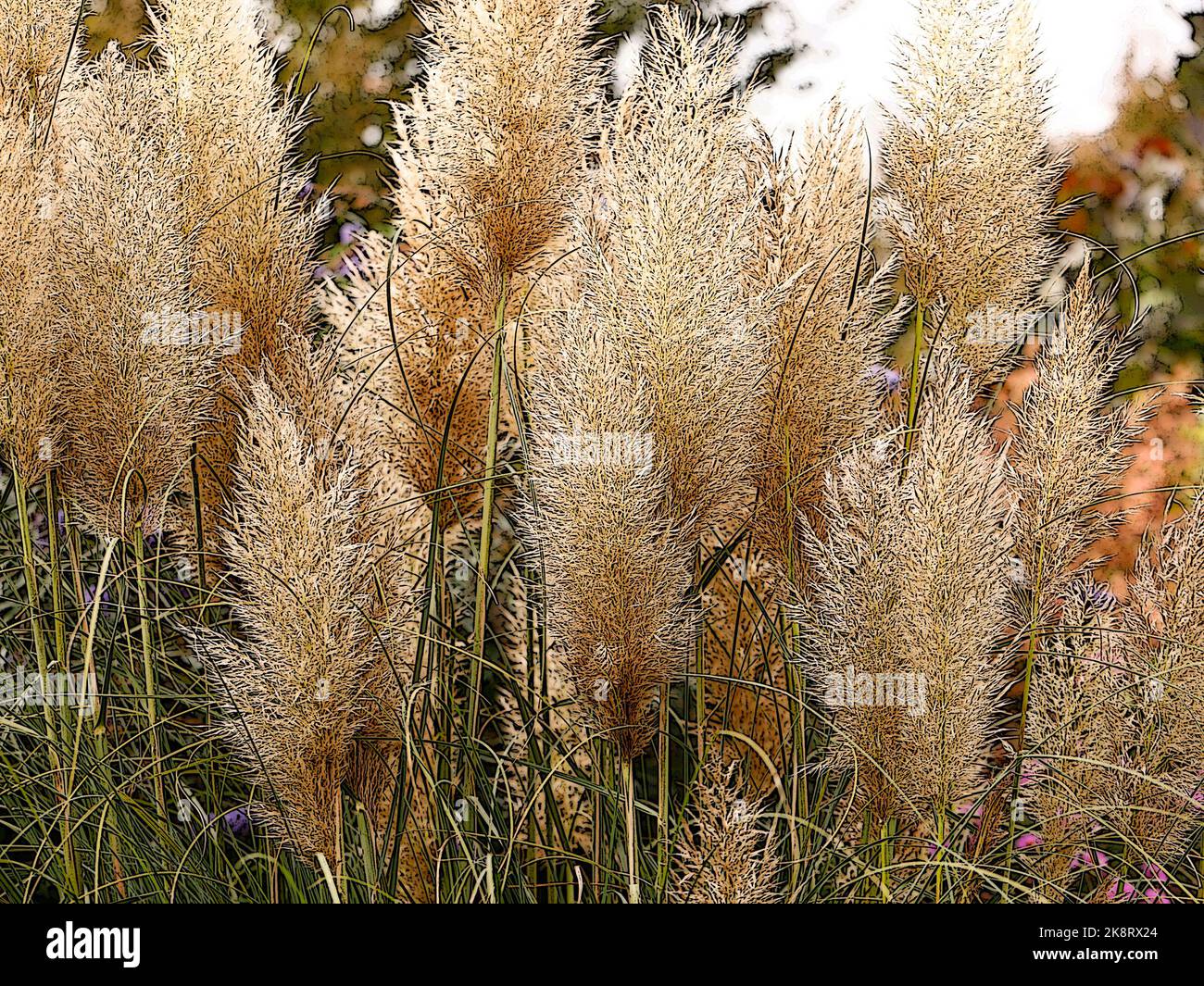 Illustration of the delicate creamy white plumes of the ornamental