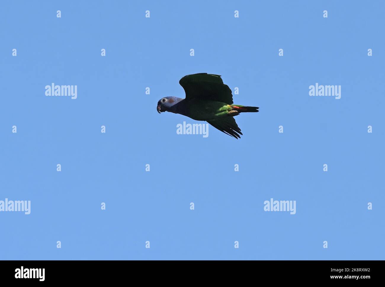 Blue-headed Parrot (Pionus menstruus menstruus) adult in flight Rio