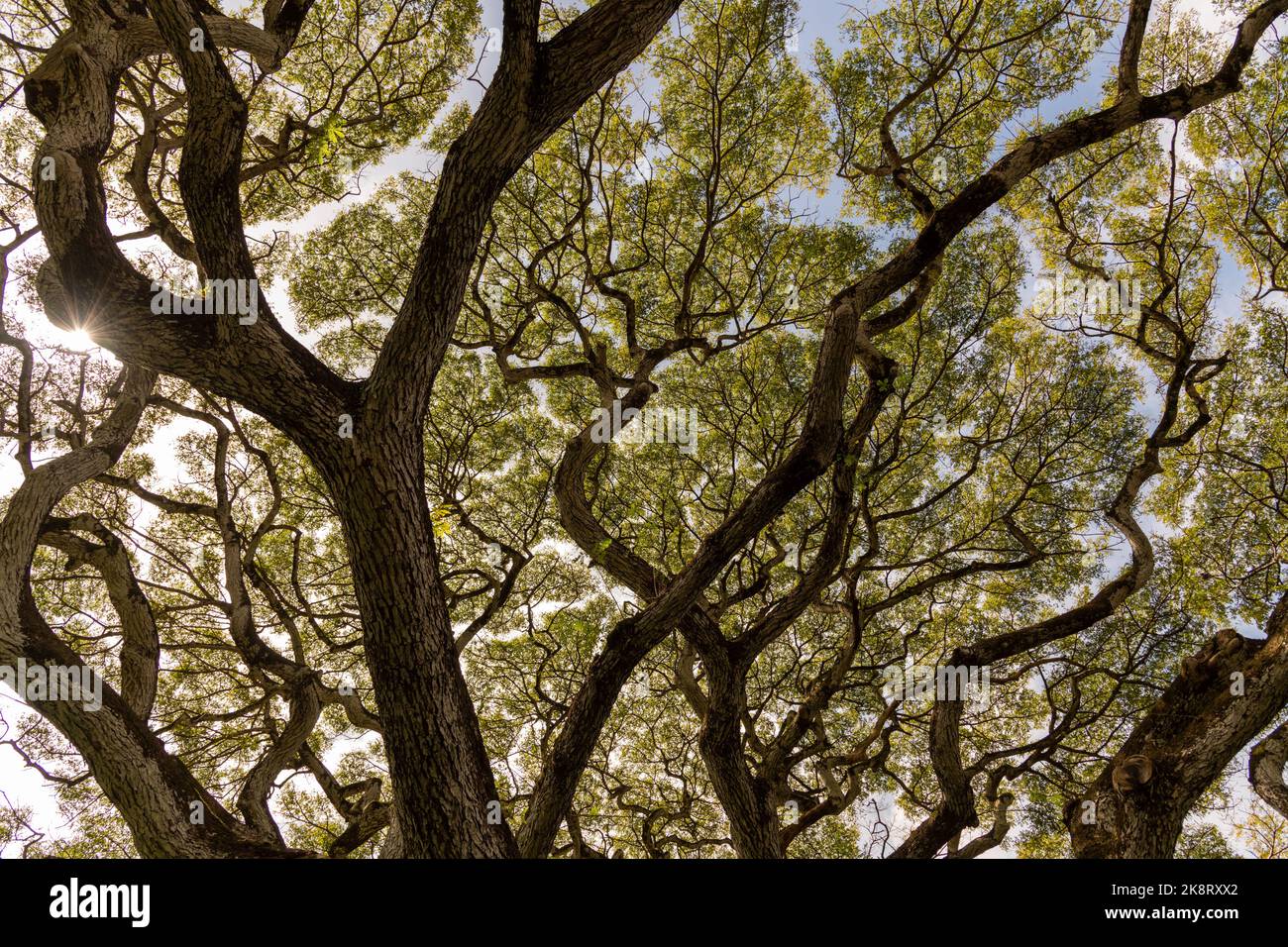 Rainforest canopy views on Oahu, Hawaii with beautiful pattern and