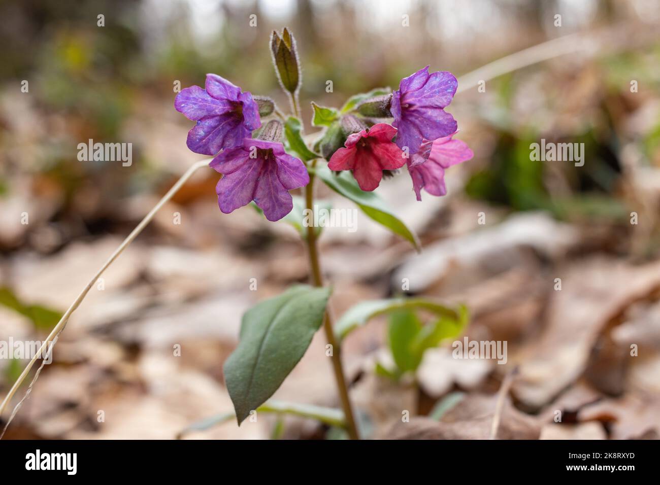 Pulmonaria officinalis, lungwort, common lungwort. Herbaceous rhizomatous evergreen perennial plant of the genus Pulmonaria. Close up colorful flowers Stock Photo