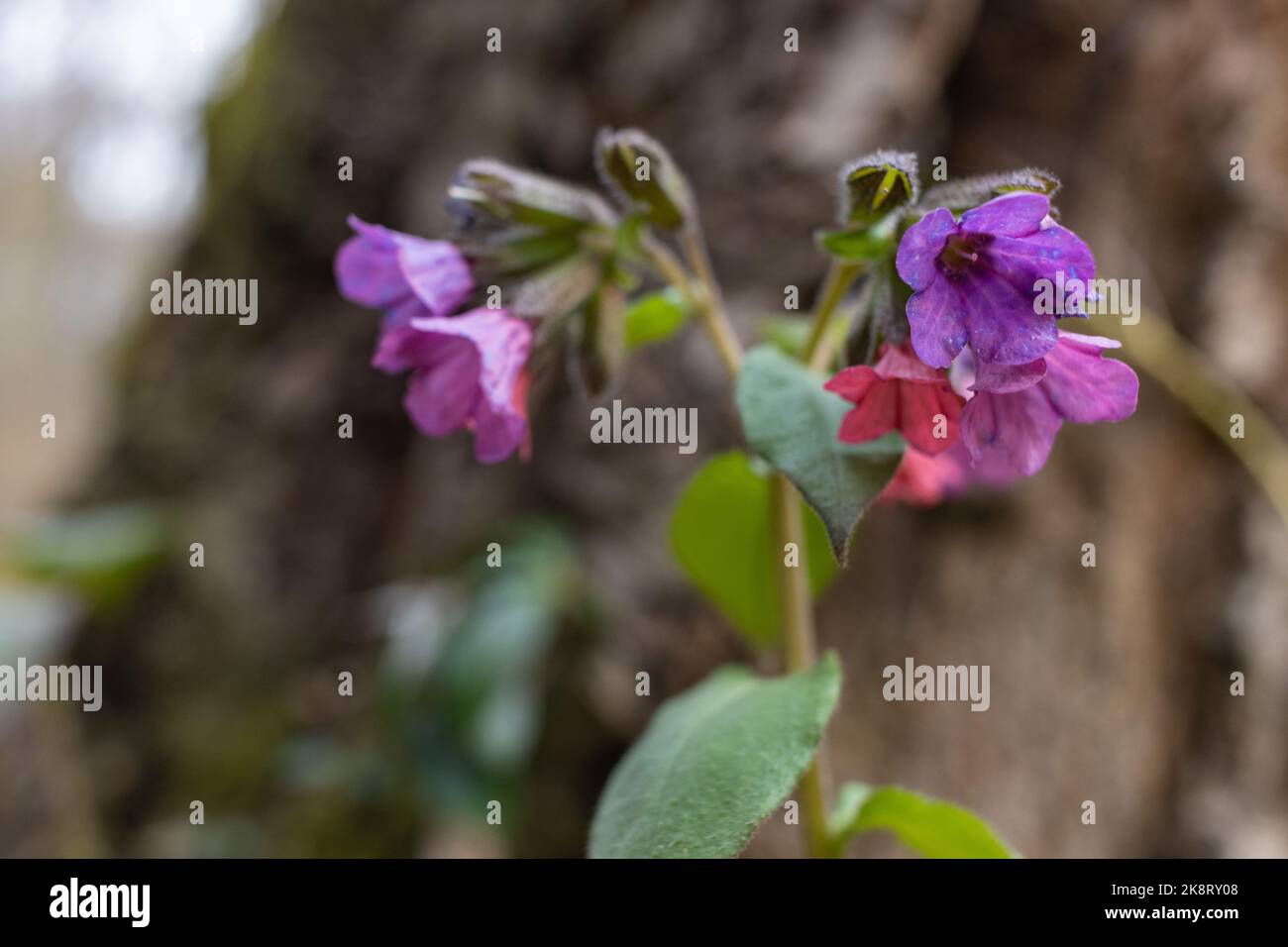 Pulmonaria officinalis, lungwort, common lungwort. Herbaceous rhizomatous evergreen perennial plant of the genus Pulmonaria. Close up colorful flowers Stock Photo