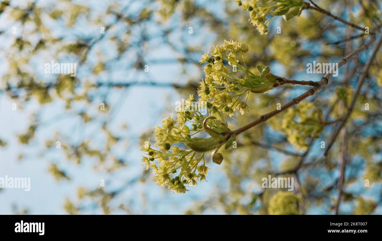 Spring Maple Tree Branch Blooming maple in spring hi-res stock photography and images - Alamy